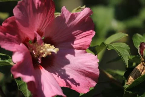 Hibiscus1 Stock Photos