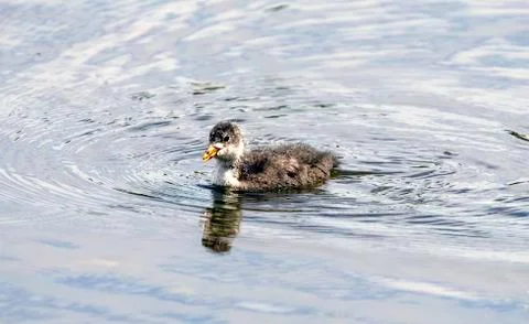 Hick of Eurasian Coot Foto stock
