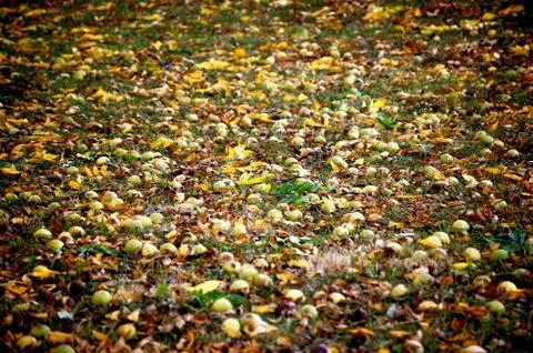 Hickory nuts on the ground Fotos Stock