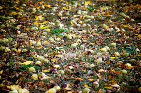 Hickory nuts on the ground Фото