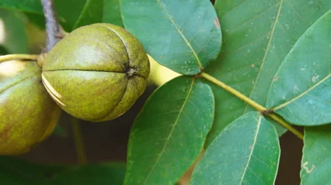 Hickory Tree Vídeo Stock 41438294