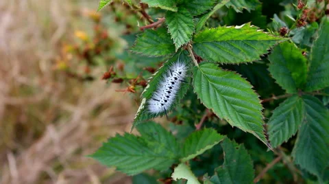 A Hickory Tussock Moth caterpillar on a leaf. Vídeos de archivo 54980600