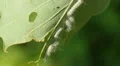 Hickory Tussock Moth (Lophocampa caryae) Caterpillars 1 HD Footage