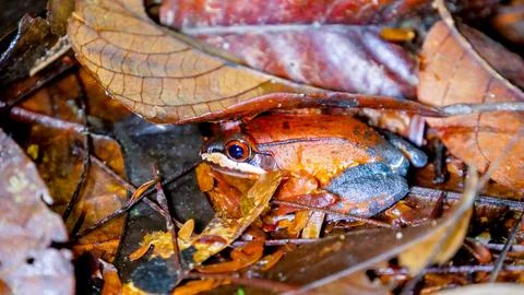 Hidden Amazon Toad Stock Photos