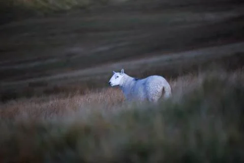 Hidden amongst the fields sheep  Stock Photos