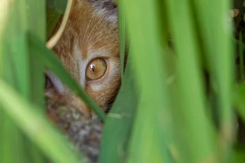 Hidden animals, single stealthy eye cat through the leaves Stock Photos