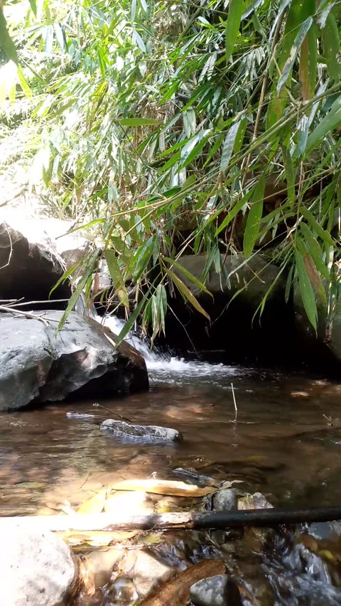 Hidden Bamboo Waterfall Flowing in Tropical Forest 4K Stock-Footage 341908635