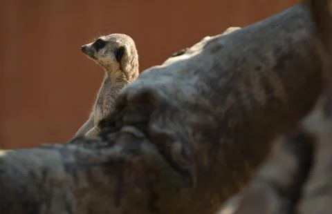 Hidden behind a trunk Stock Photos