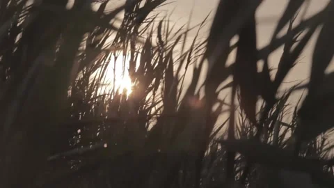 Hidden behind the vast plants at sunset Stockbeeldmateriaal 146456934