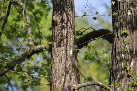 Hidden Blue Jay Stock Photos