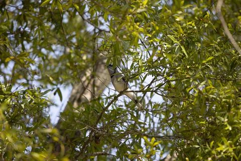 Hidden Blue Jay in a Tree Foto stock