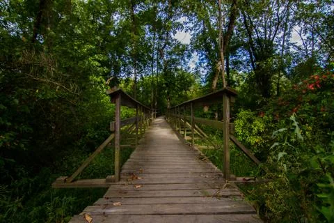 Hidden bridge in the forest Stock Photos