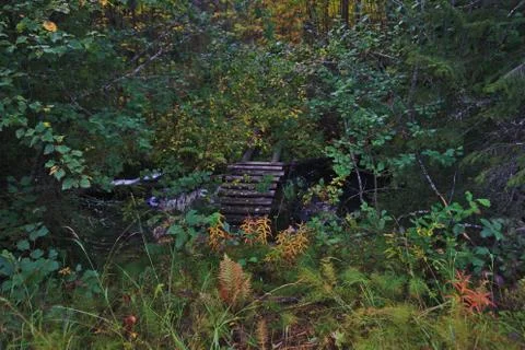 A hidden bridge in the forrest Stock Photos