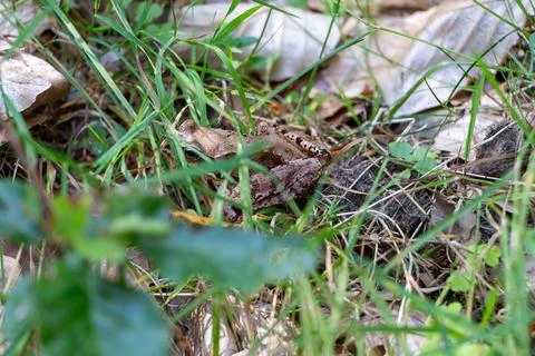 Hidden Brown Frog Blending into Its Natural Habitat Stock Photos