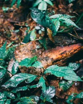 Hidden bug on leaves in rainforest Stock Photos