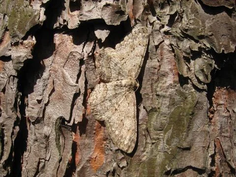 Hidden butterfly Stock Photos