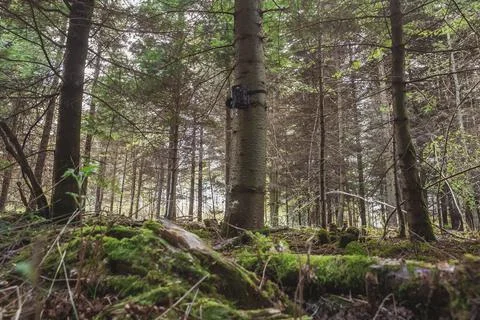 Hidden camera in the forest that turns on when wild animals move Stock Photos