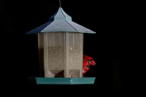 Hidden cardinal Stock Photos