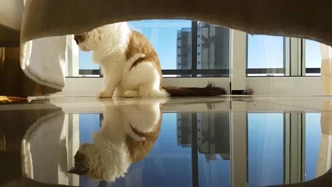 Hidden Cat Stock Footage 134940417