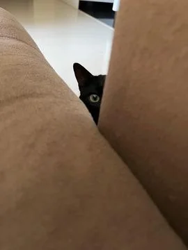 Hidden cat peeking through the sofa Stock Photos