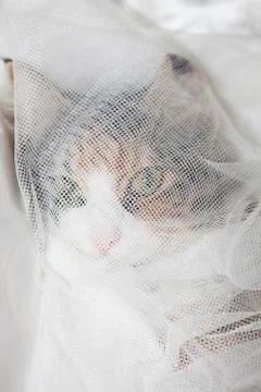 Hidden cat Stock Photos