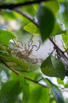 Hidden caterpillar colony in silk web nest beneath summer green leaves Foto stock