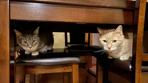 Hidden cats 库存照片