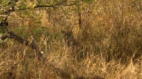 Hidden cheetah Stock Footage 93049212