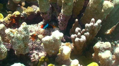 Hidden Clown Stock Footage 330990