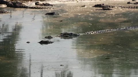 A hidden crocodile in a green pond. Stock Footage 326774438