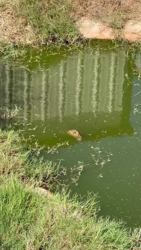 Hidden crocodile in a lake, face visible Stock Footage 337265752