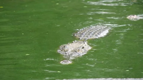 A hidden crocodile, with only its head and part of its back visible. Stock Footage 326772808