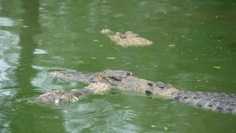 A hidden crocodile, with only its head and part of its back visible. Stock Footage 326773052