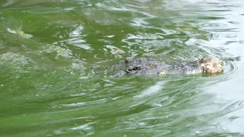 A hidden crocodile, with only its head and part of its back visible. Stock Footage 326773656
