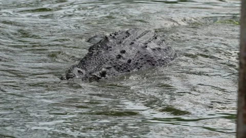 Hidden crocodiles with only its head and part of its back visible. Stock Footage 326772660