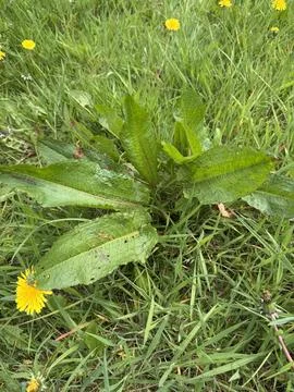 Hidden dandelion under big leaf. Stock Photos