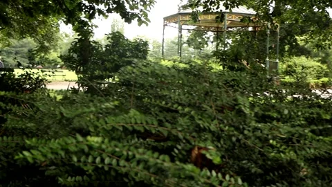 Hidden deep in the bushes Stock Footage 246487457