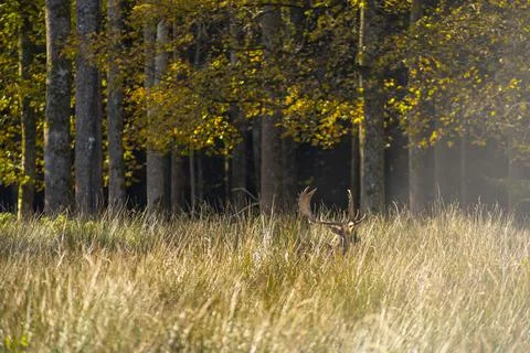 Hidden deer in the high grass in front of a forest. Stock Photos