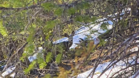 Hidden deer seen through pine trees and tangled branches, creating a natural Vídeos de archivo 334159592