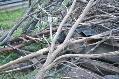 Hidden Devil Stock Photos