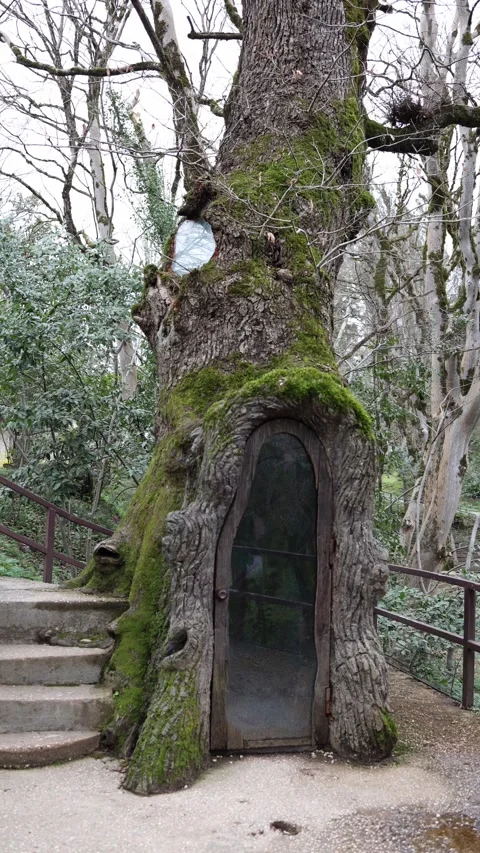 Hidden door in tree trunk mossy forest fantasy place Stock Footage 330904021