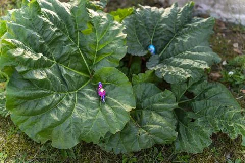 Hidden easter chocolate eggs waiting to be finding out in the garden Stock Photos