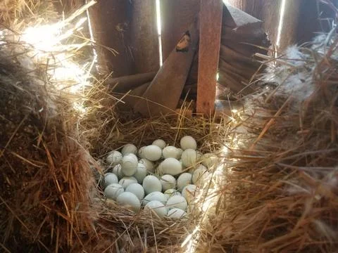 Hidden Eggs Stock Photos