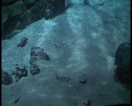 Hidden fish Stock Footage 1073617