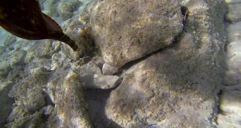 Hidden fish on the ocean floor. Stock Footage 42812710