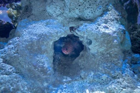 Hidden fish in Rocks Stock Photos