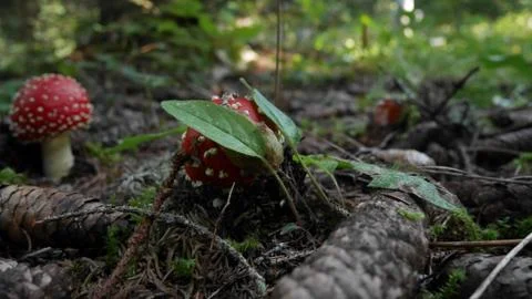 Hidden fly agaric Stock Photos