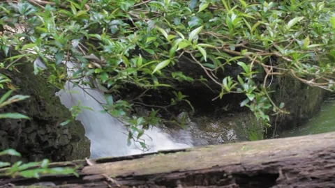 Hidden Forest Cascade 스톡 동영상 312860006