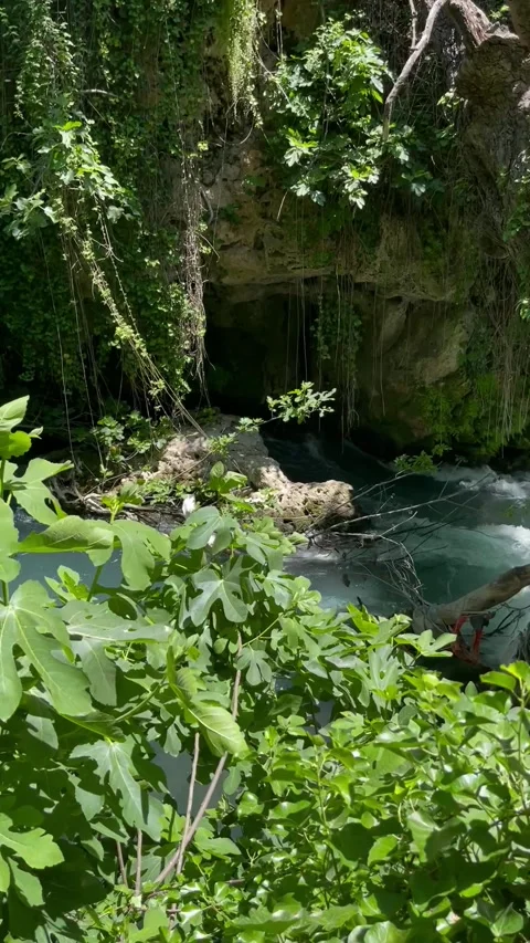 Hidden Forest Creek Framed by Lush Green Foliage Stock Footage 304883545