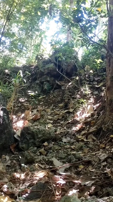 Hidden Forest Floor Stock Footage 331106334